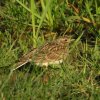 veldleeuwerikbrabantsebiesbosch27052020 1